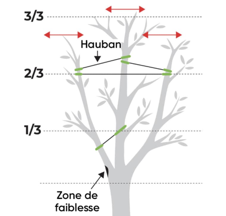 Image-750x750-schema-dynamique.jpg